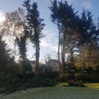 A row of tall conifers reduced in height