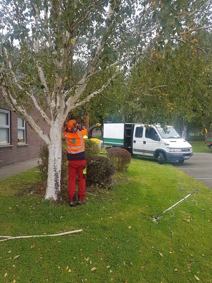 A tree surgeon pruning a silver birch beside the Tower Tree van
