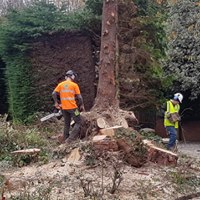 Two tree surgeons dismantling a large conifer in sections