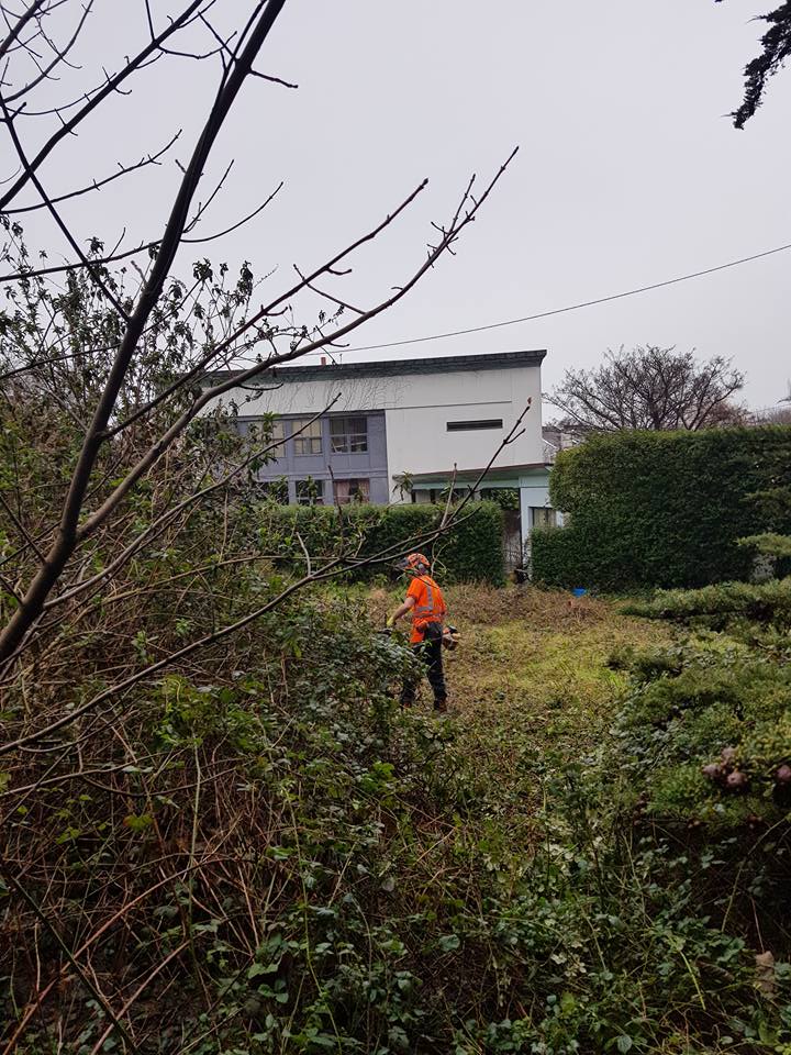 A team member in safety gear strimming back heavy overgrowth